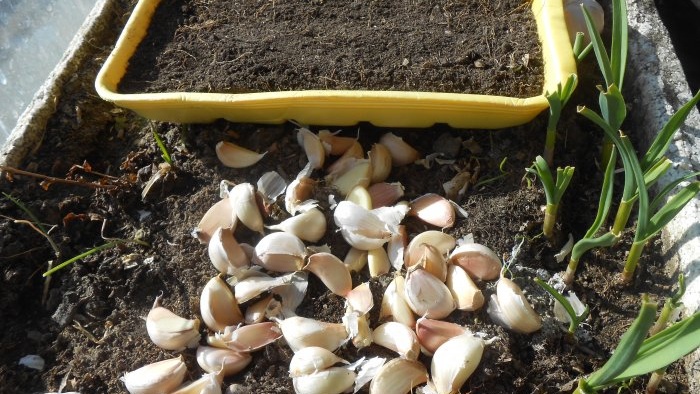 Persoonlijke ervaring met het in een maand forceren van knoflook op groen