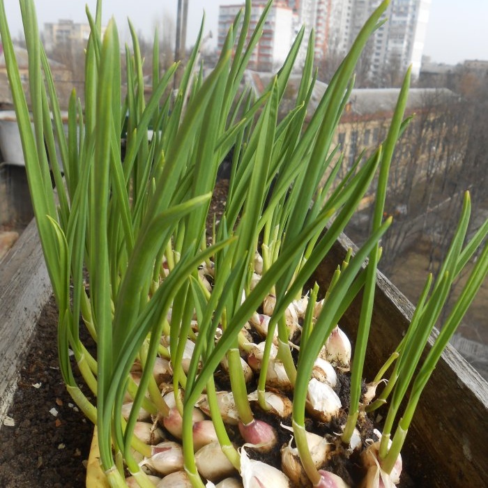 Persoonlijke ervaring met het in een maand forceren van knoflook op groen