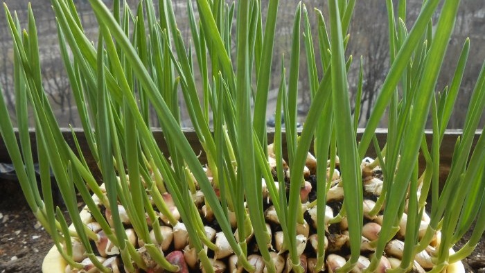 Persoonlijke ervaring met het in een maand forceren van knoflook op groen