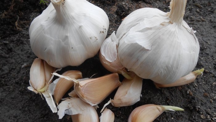 Experiência pessoal de forçar alho em verduras em um mês