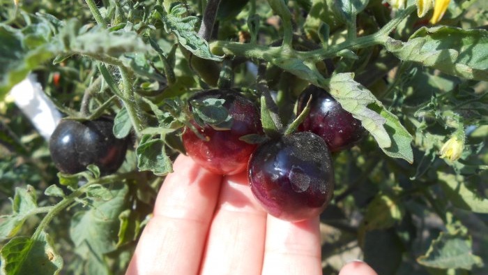 Foliar feeding of tomatoes with boric acid to increase crop yield