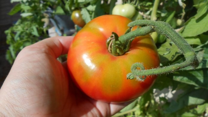 Folijarno hranjenje rajčice bornom kiselinom za povećanje prinosa usjeva