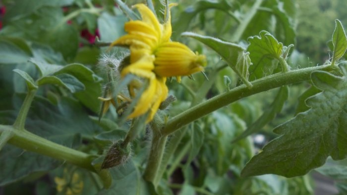 Foliar feeding of tomatoes with boric acid to increase crop yield