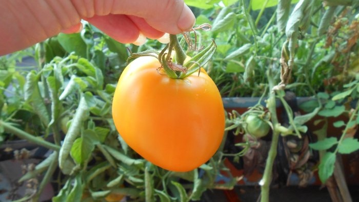 Krmení rajčat na list kyselinou boritou pro zvýšení výnosu plodin