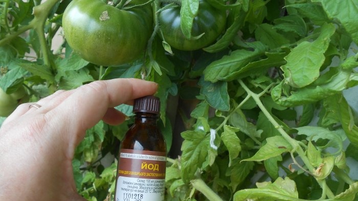 Bladfodring af tomater med borsyre for at øge afgrødeudbyttet