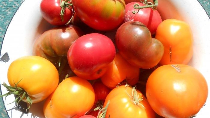 Листно подхранване на домати с борна киселина за увеличаване на добива
