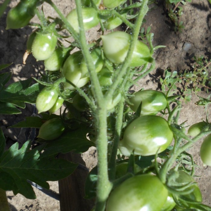 Bladfodring af tomater med borsyre for at øge afgrødeudbyttet