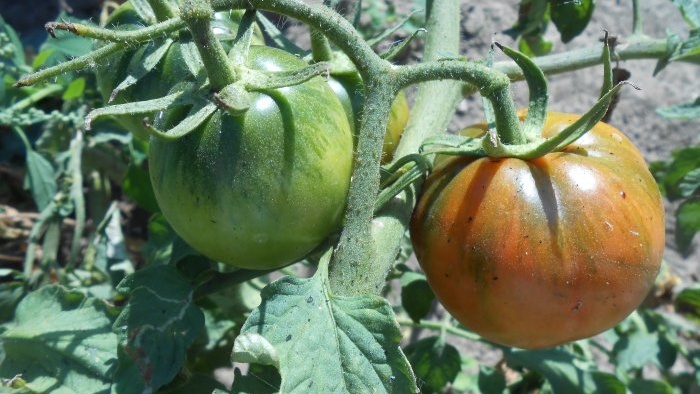 Foliar feeding of tomatoes with boric acid to increase crop yield