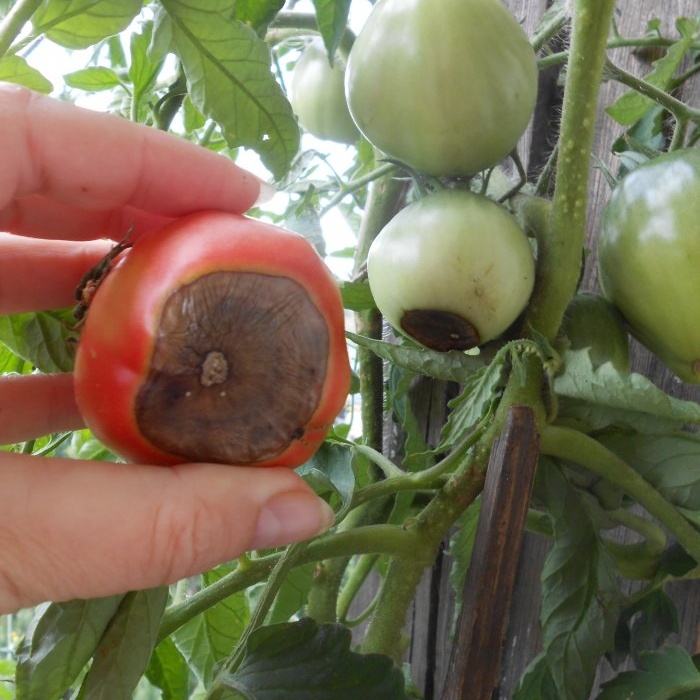 Marciume floreale delle verdure: alimentazione semplice per la prevenzione e il trattamento