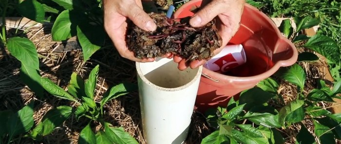 Kaip padaryti, kad komposto kirminai pasitarnautų jums Padaryti vermikompostavimo bokštą sodo lysvėms