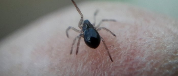 Com fer una lent macro per a la càmera del telèfon