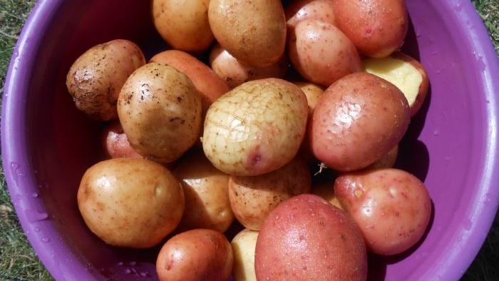 Remeis populars en la lluita contra l'escarabat de la patata que han demostrat la seva eficàcia