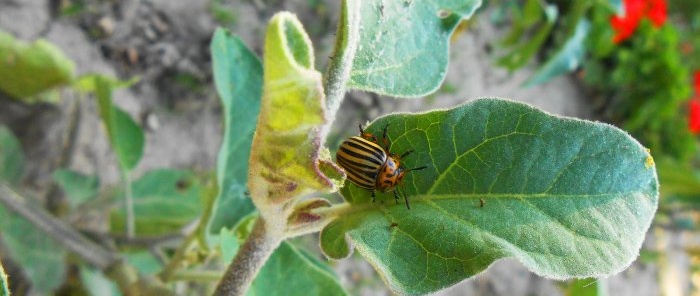 Rimedi popolari nella lotta contro lo scarabeo della patata del Colorado che hanno dimostrato la loro efficacia