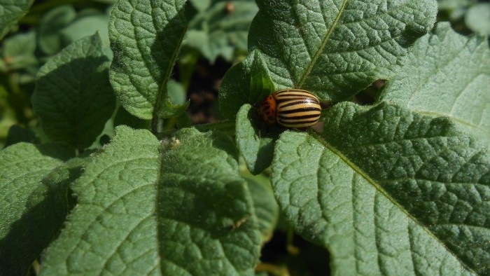 Folk remedies in the fight against the Colorado potato beetle that have proven their effectiveness