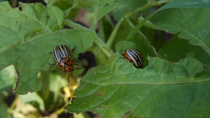 Mga katutubong remedyo sa paglaban sa Colorado potato beetle na napatunayan ang kanilang pagiging epektibo