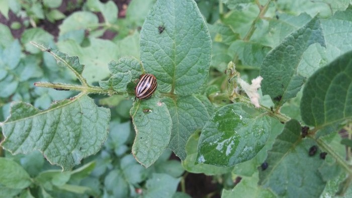 Mga katutubong remedyo sa paglaban sa Colorado potato beetle na napatunayan ang kanilang pagiging epektibo