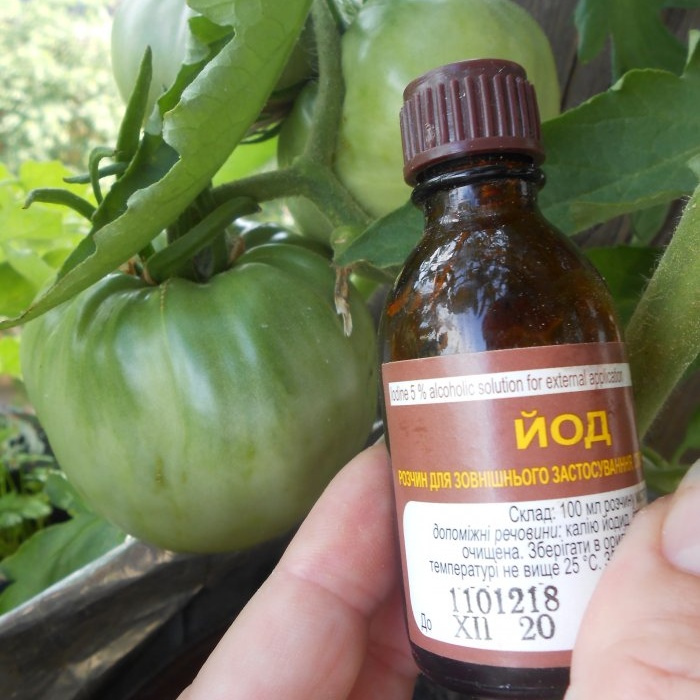 Jodiumoplossing tegen Phytophthora van tomaten