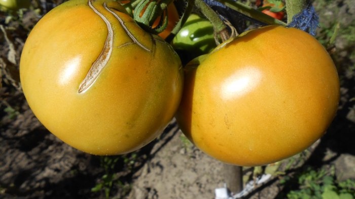 Soluzione di iodio contro la peronospora dei pomodori