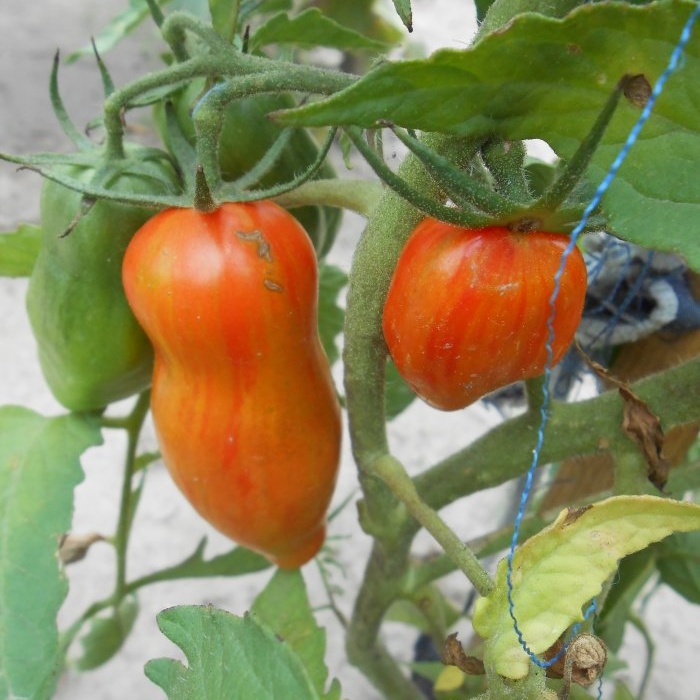 Otopina joda protiv kasne plamenjače rajčice