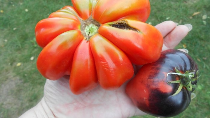 Soluzione di iodio contro la peronospora dei pomodori