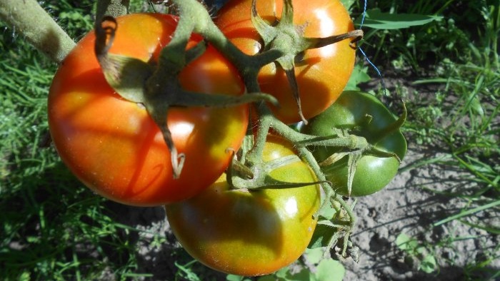 En universel opskrift til fodring af tomater under frugtmodning