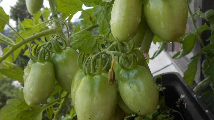 Una receta universal para alimentar tomates durante la maduración de la fruta.