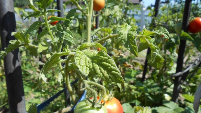 Một công thức phổ biến để cho cà chua ăn trong quá trình chín của quả