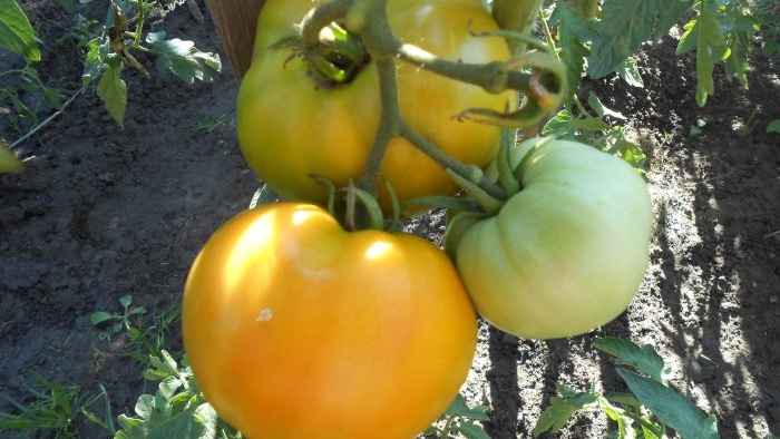 Una receta universal para alimentar tomates durante la maduración de la fruta.