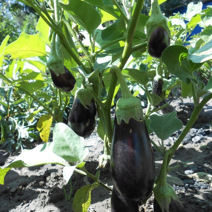 Une recette universelle pour nourrir les tomates pendant la maturation des fruits