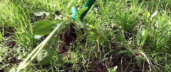 איך להכין מכשיר להסרת עשבים שוטים בשורש
