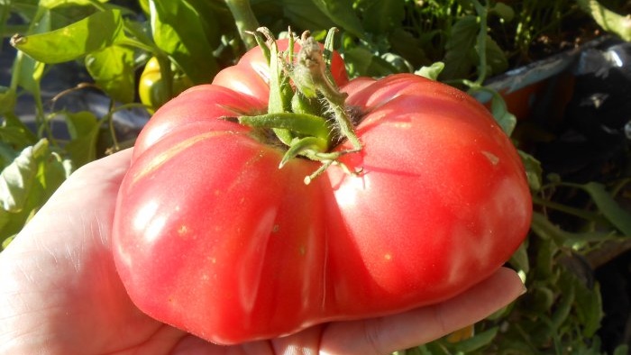 Prevence plísně rajčat je velmi jednoduchá