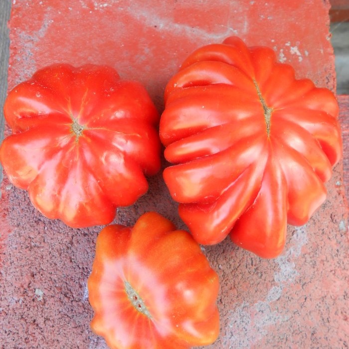 Det er veldig enkelt å forhindre tomatsmitte