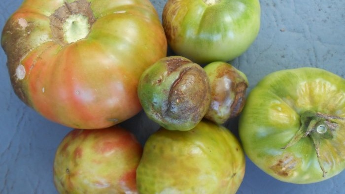 Prevenir el tizón tardío del tomate es muy sencillo