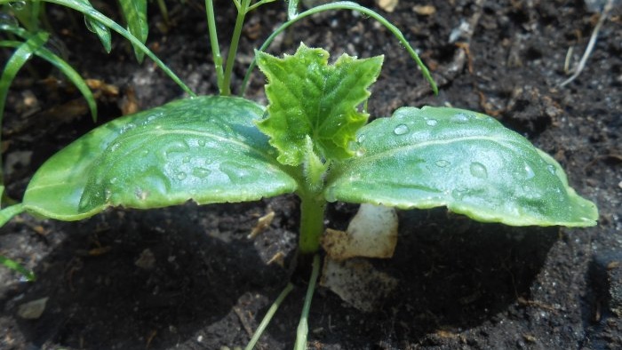 Une solution de lait et d'iode contre les maladies du concombre