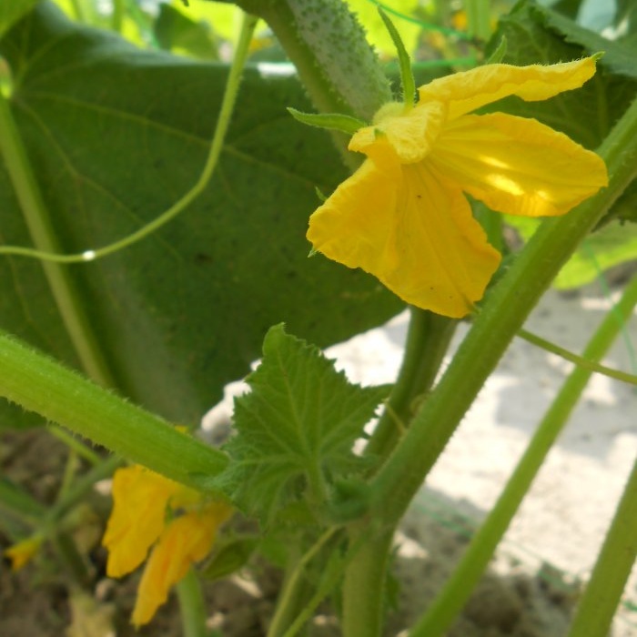 A solution of milk and iodine against diseases of cucumbers