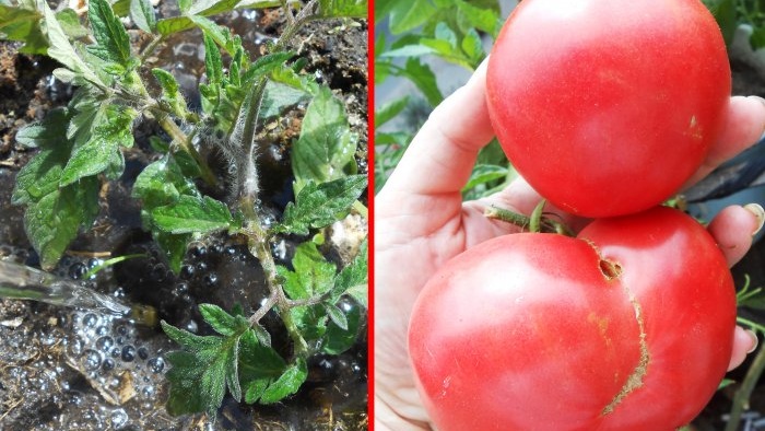 Die günstigste und effektivste Fütterung von Tomaten nach dem Pflanzen