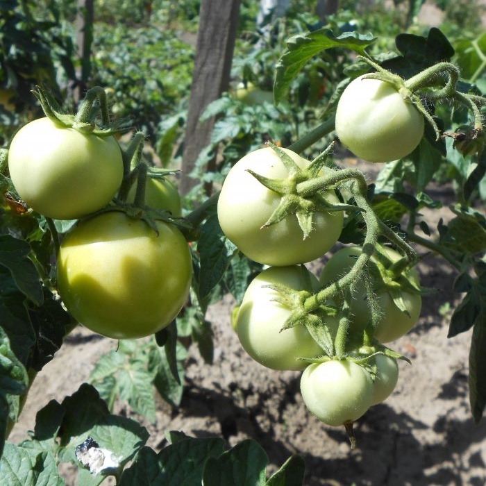 Den billigaste och mest effektiva matningen av tomater efter plantering