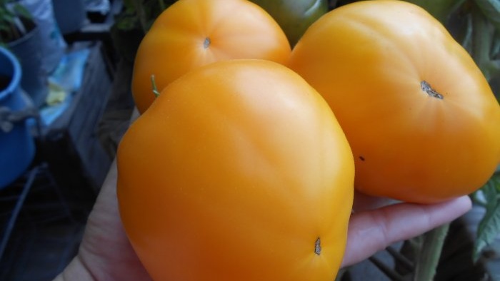 Najjeftinije i najučinkovitije hranjenje rajčice nakon sadnje