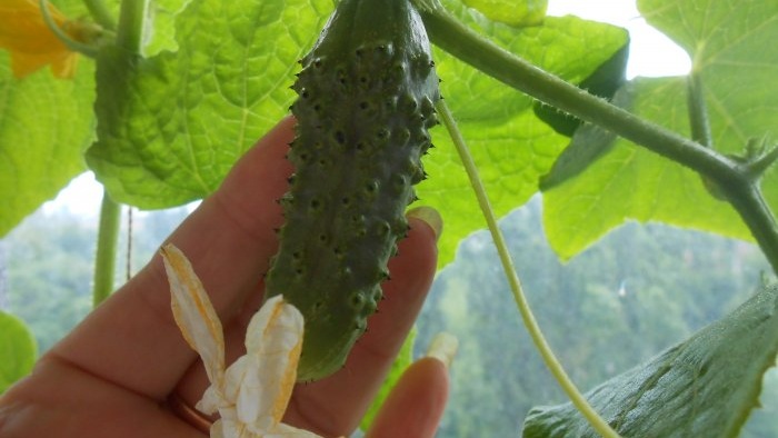 4 redenen waarom de eierstokken eraf vallen bij komkommers en methoden om ze te elimineren