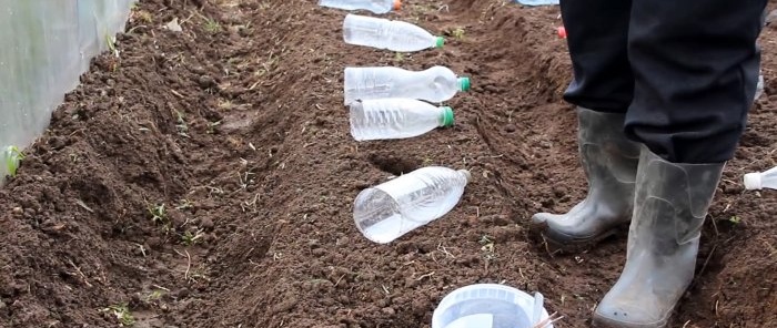 We planten koolzaad onder flessen en vergeten het sproeien tegen vlooien en knolvoet