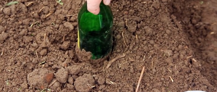 Plantamos semillas de repollo debajo de botellas y nos olvidamos de rociar contra pulgas y raíces club.