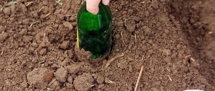 We planten koolzaad onder flessen en vergeten het sproeien tegen vlooien en knolvoet