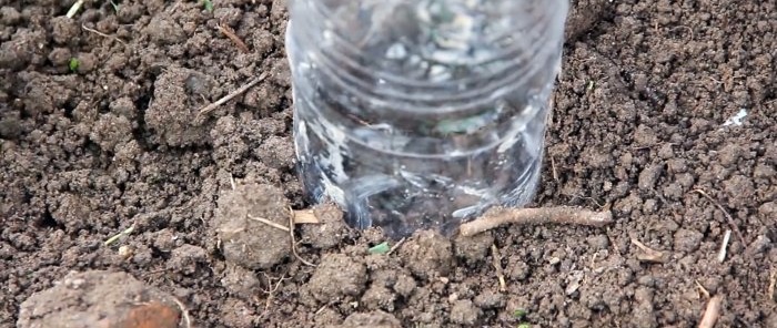 Sodiname kopūstų sėklas po buteliais ir pamirštame apie purškimą nuo blusų ir šaknų