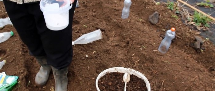 We plant cabbage seeds under bottles and forget about spraying against fleas and clubroot