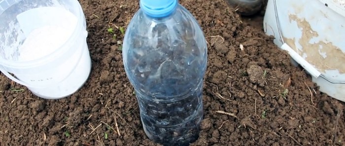 We plant cabbage seeds under bottles and forget about spraying against fleas and clubroot