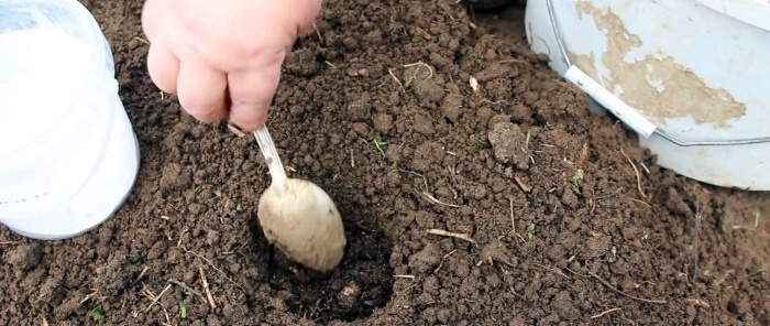 Sodiname kopūstų sėklas po buteliais ir pamirštame apie purškimą nuo blusų ir šaknų