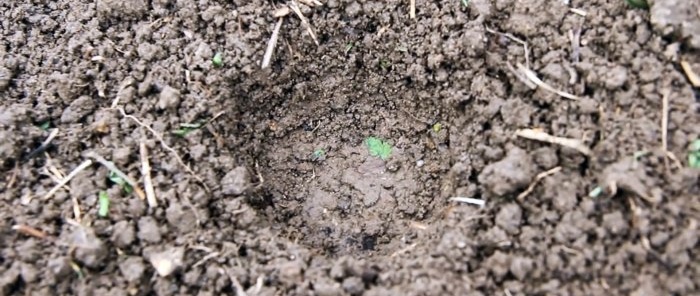 We plant cabbage seeds under bottles and forget about spraying against fleas and clubroot