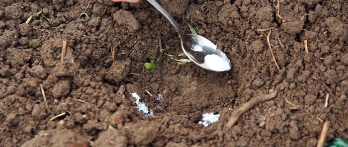 We plant cabbage seeds under bottles and forget about spraying against fleas and clubroot