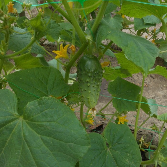 2 formas accesibles de controlar los pulgones en los pepinos