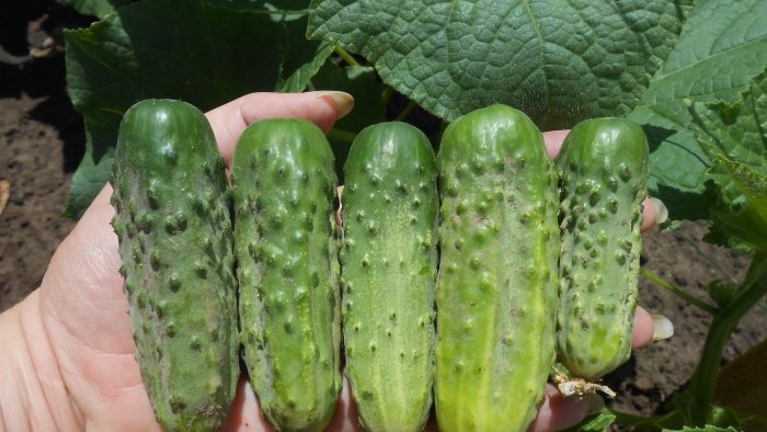 2 toegankelijke manieren om bladluizen op komkommers te bestrijden